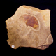 Image for article titled 12 of the most astounding 'living fossils' known to science